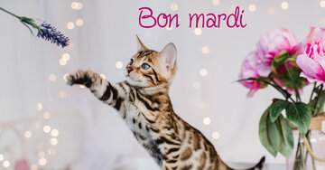 Aperçu de la carte : Bon mardi