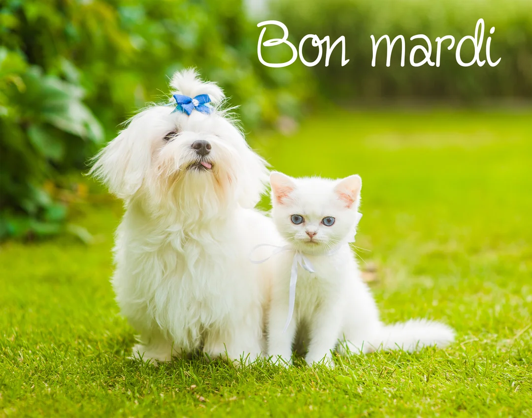 Un chiot bichon maltais blanc avec un nœud bleu sur la tête et un chaton blanc sont assis ensemble sur une pelouse verte.