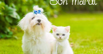 Aperçu de la carte : Bon mardi