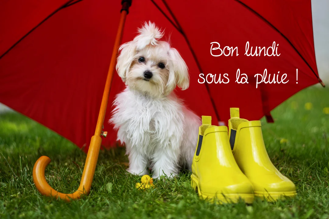 Un petit chien blanc à poil long est abrité sous un parapluie rouge ouvert, posé sur l'herbe à côté de bottes de pluie jaunes.