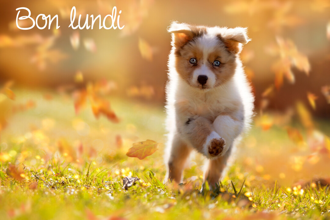 Un chiot berger australien tricolore aux yeux bleus court joyeusement vers l'objectif, dans un décor automnal ensoleillé avec des feuilles qui volent.