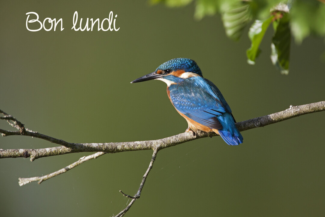 Un martin-pêcheur aux couleurs vives, bleu électrique et orange, est perché sur une branche d'arbre sur un fond vert flouté.