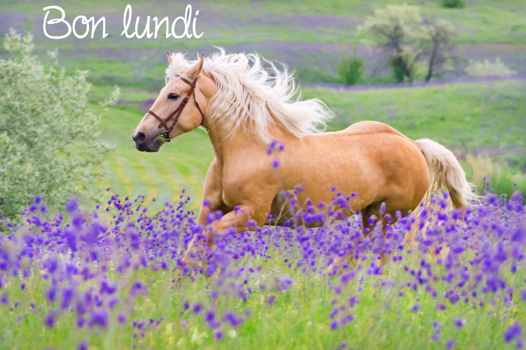 Un cheval palomino à la crinière blonde flottant au vent court dans une prairie verdoyante parsemée de hautes fleurs violettes.