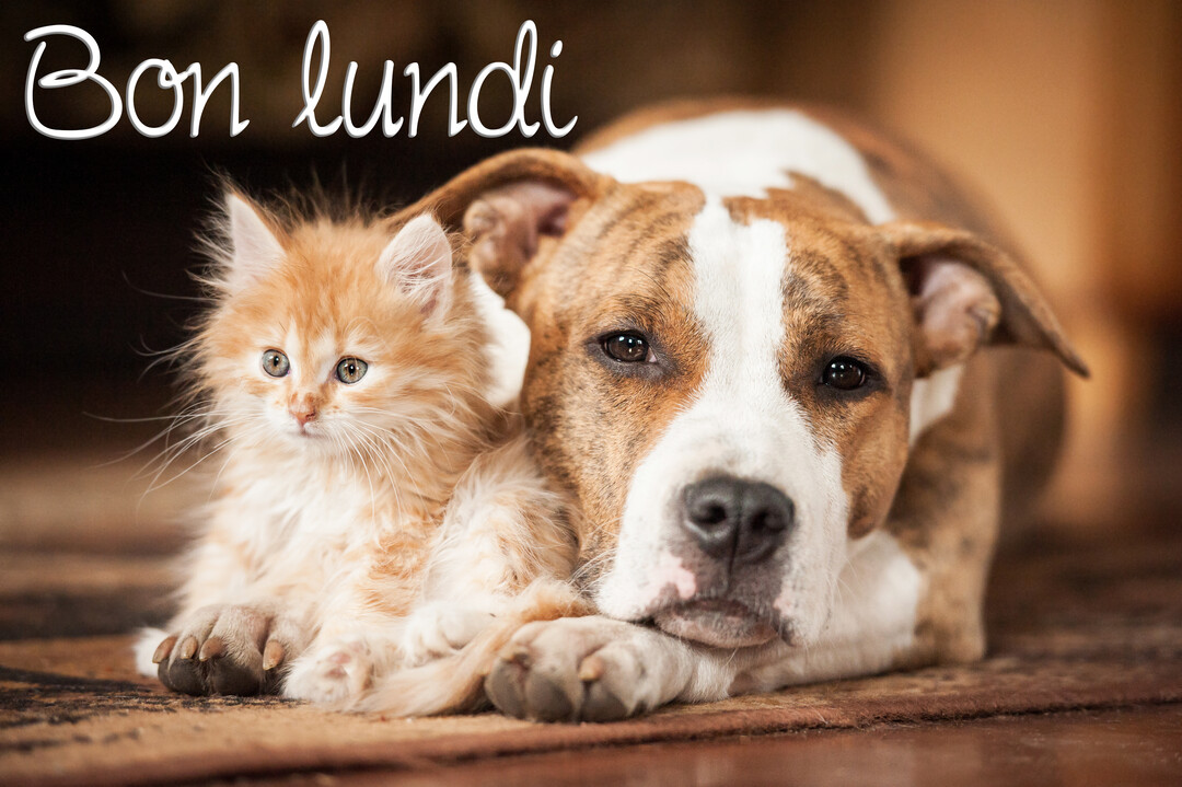 Un petit chaton roux aux poils ébouriffés est allongé contre un grand chien de type pitbull, tous deux posés sur un tapis marron.