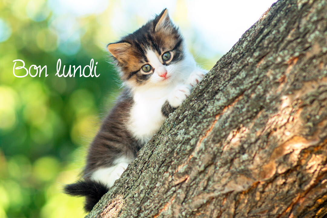 Un très jeune chaton tricolore aux yeux verts regarde l'objectif en s'agrippant au tronc d'un arbre, sur un fond de verdure ensoleillée.