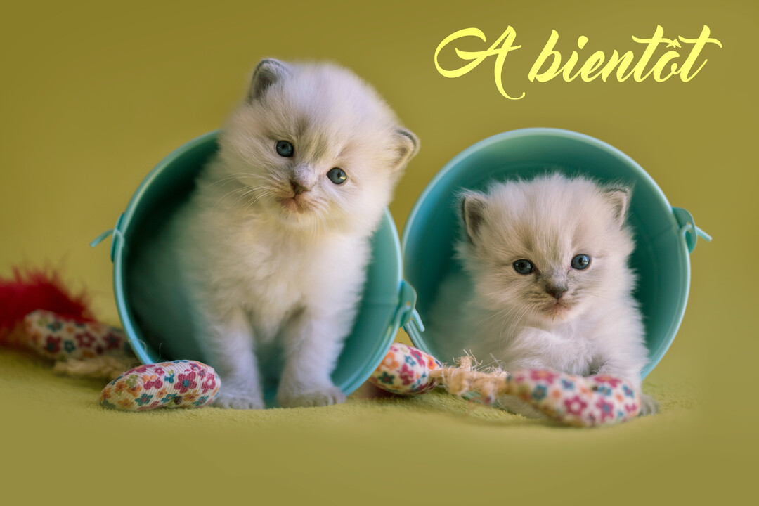 Deux chatons blancs duveteux aux yeux bleus sont assis dans des seaux bleus, entourés de jouets, sur un fond vert olive.