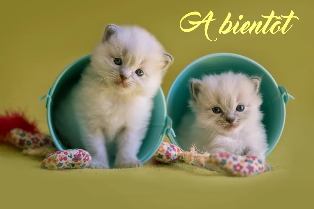 Deux chatons blancs duveteux aux yeux bleus sont assis dans des seaux bleus, entourés de jouets, sur un fond vert olive.