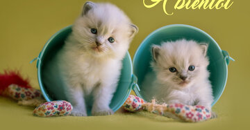 Aperçu de la carte : A bientôt