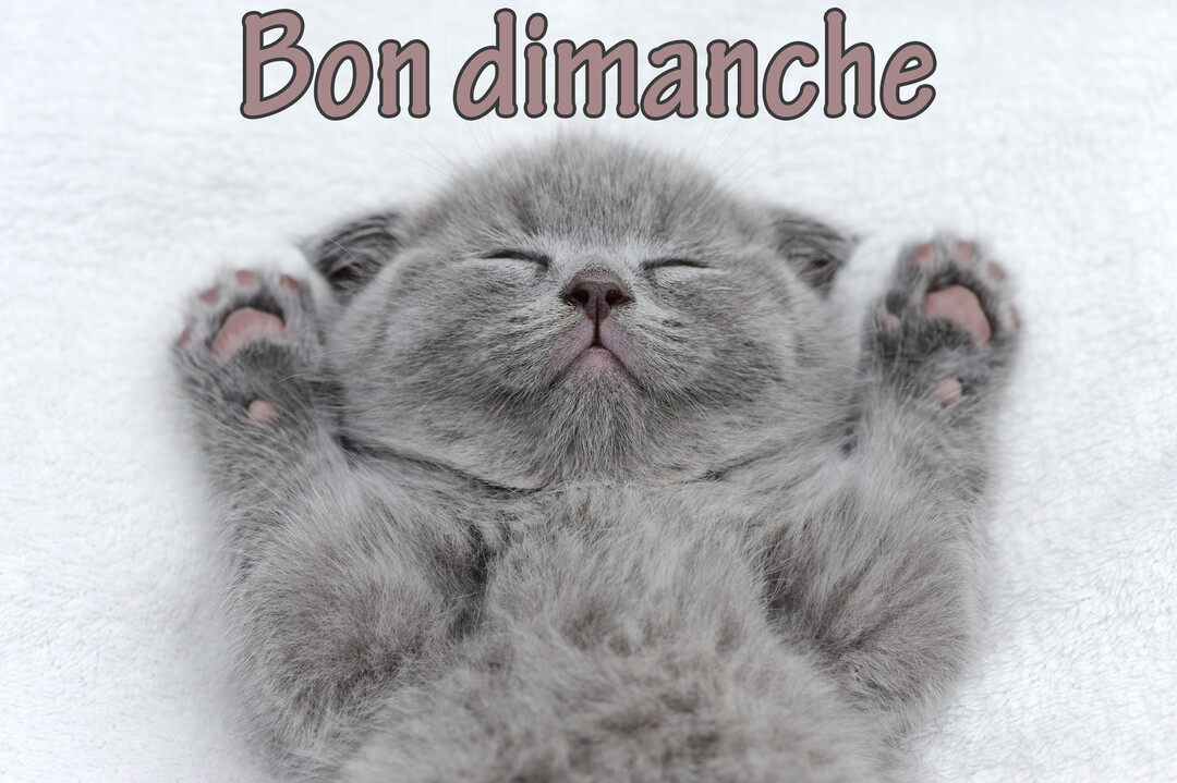 Un très jeune chaton gris à la fourrure duveteuse dort paisiblement sur le dos sur un fond blanc texturé, ses petites pattes roses visibles.