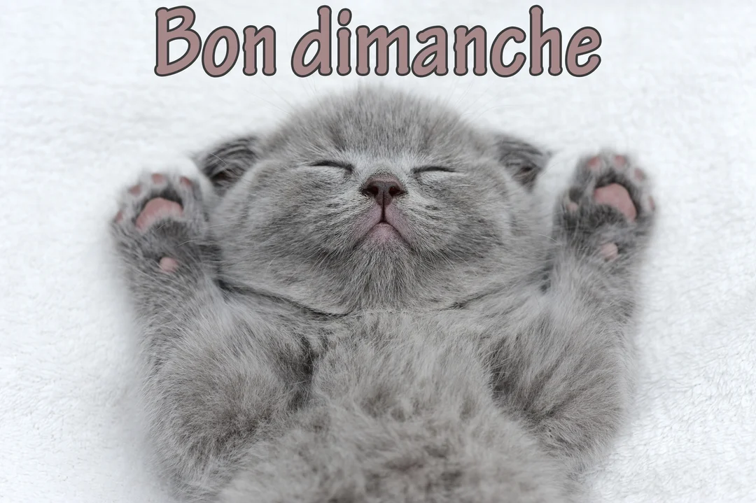 Un très jeune chaton gris à la fourrure duveteuse dort paisiblement sur le dos sur un fond blanc texturé, ses petites pattes roses visibles.