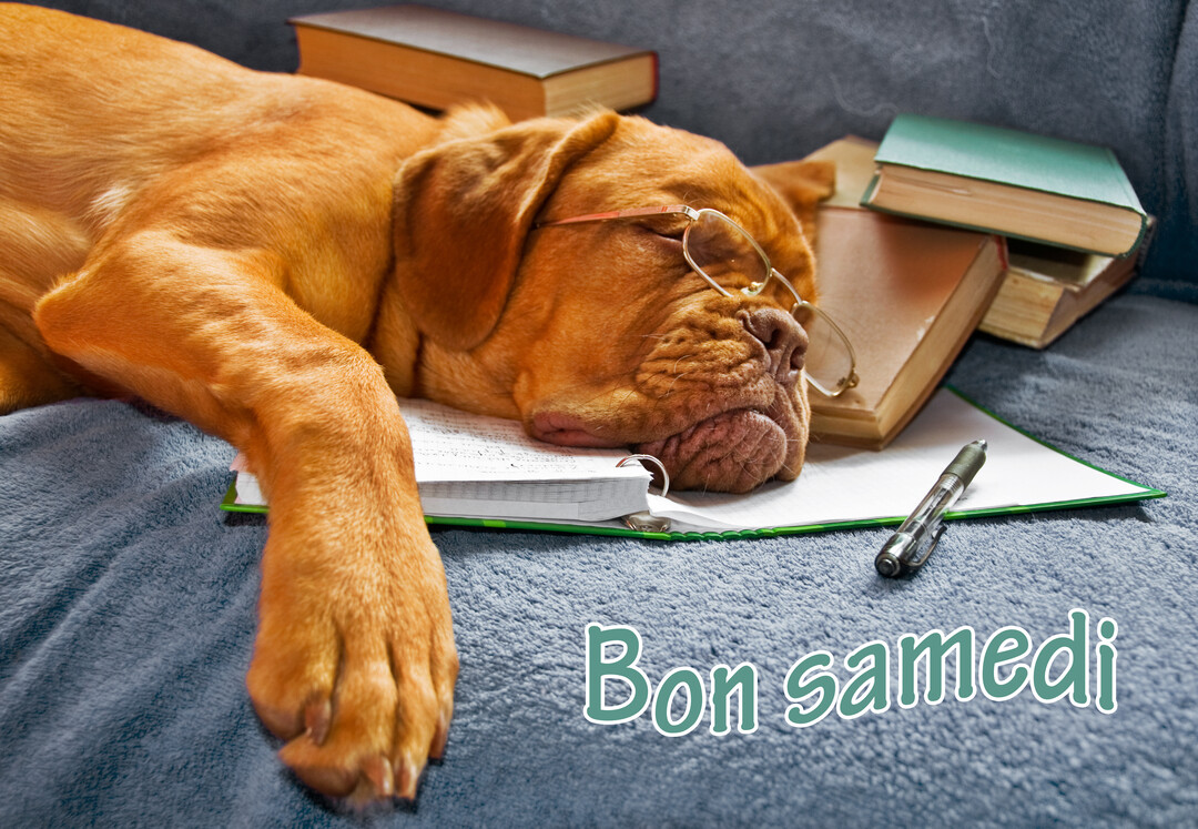 Un chien de race Dogue de Bordeaux avec des lunettes dort profondément sur un canapé, la tête posée sur des cahiers et des livres.