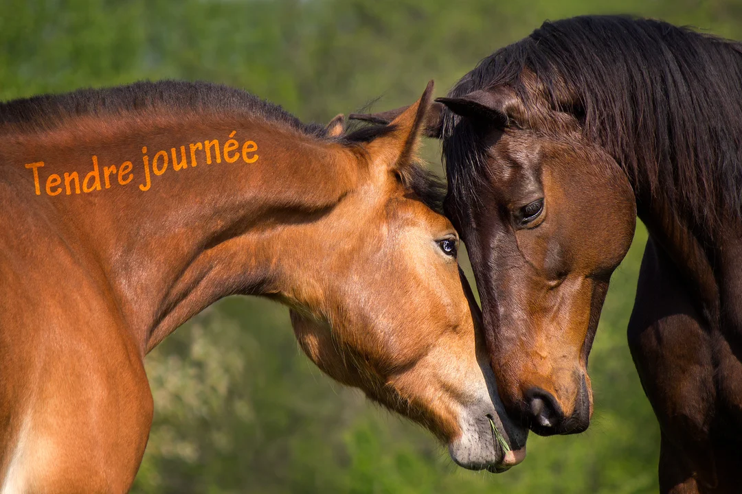 Gros plan sur deux chevaux affectueux, un de couleur claire et l'autre plus foncée, qui se blottissent tendrement l'un contre l'autre.