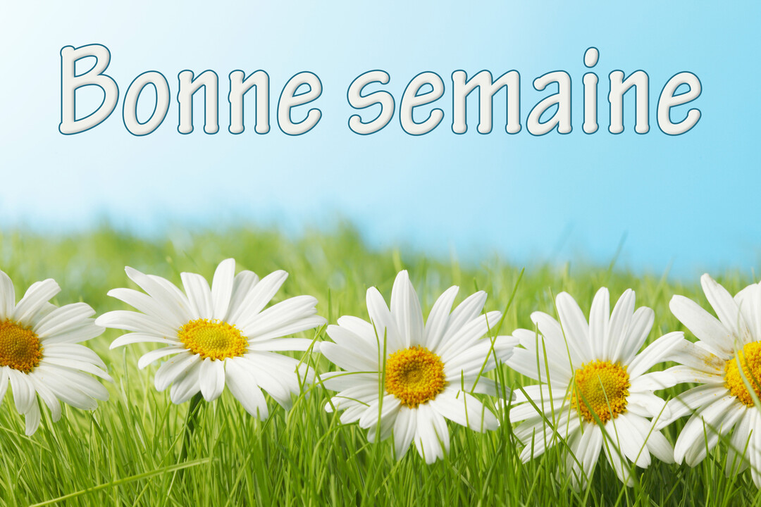 Le message 'Bonne semaine' est écrit au-dessus d'une rangée de marguerites blanches et jaunes dans un champ d'herbe verte, sous un ciel bleu.
