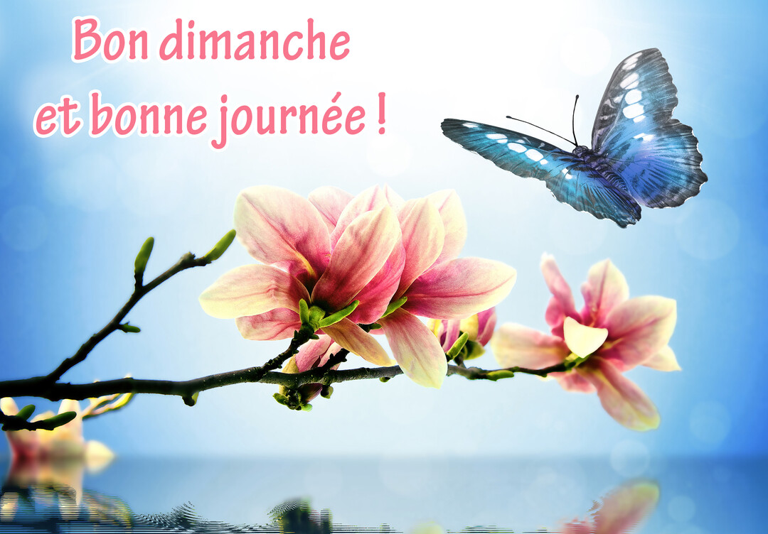 Un papillon bleu aux ailes déployées vole près d'une branche de magnolias roses en fleurs, au-dessus d'une surface d'eau calme reflétant la scène.