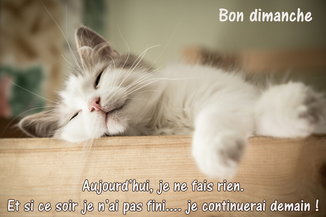 Un jeune chat blanc et gris, paisiblement endormi sur une surface en bois, la tête inclinée et une patte détendue vers l'avant.