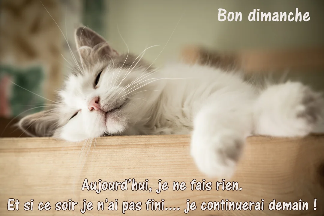 Un jeune chat blanc et gris, paisiblement endormi sur une surface en bois, la tête inclinée et une patte détendue vers l'avant.