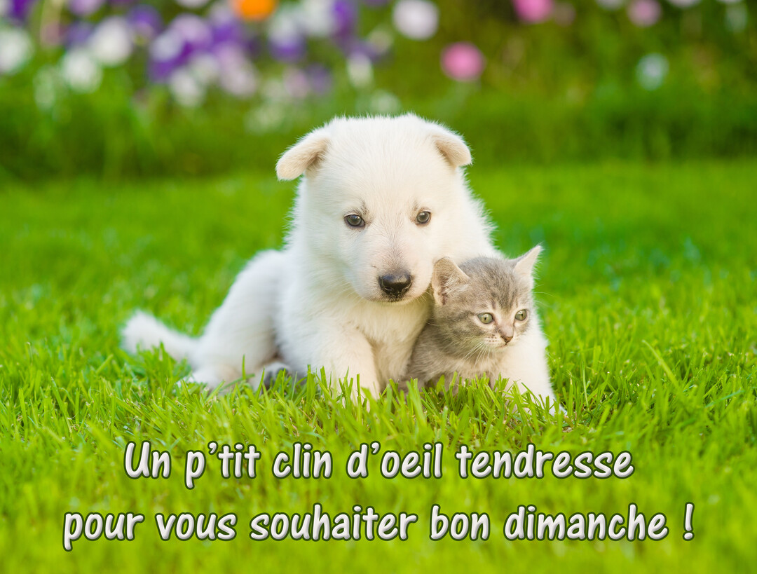Un jeune chiot blanc et un petit chaton gris sont blottis l'un contre l'autre sur une pelouse verdoyante, devant un parterre de fleurs.