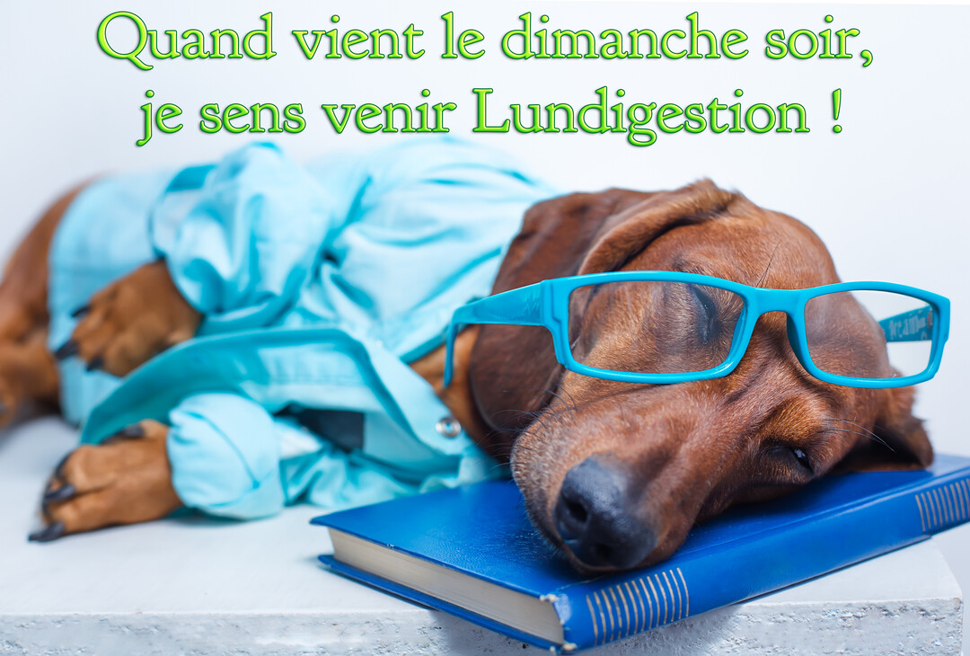 Un chien teckel marron, vêtu d'une chemise et de lunettes bleues, a posé sa tête sur un livre et semble dormir profondément.