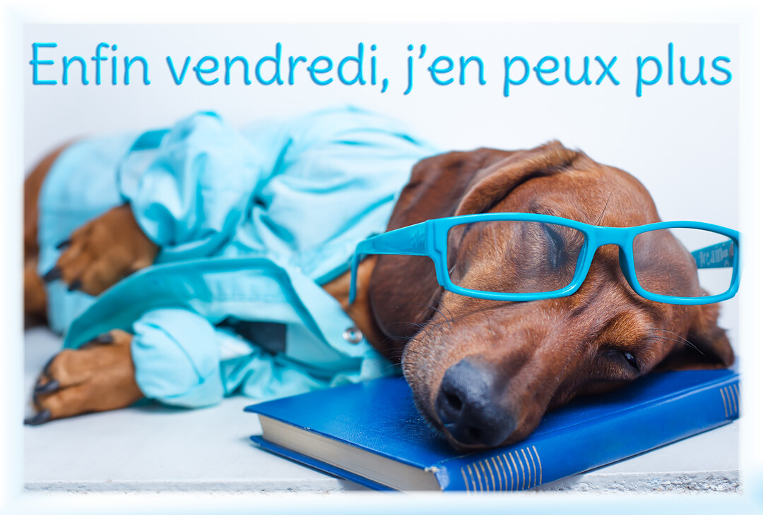 Un chien teckel habillé d'une chemise et de lunettes est affalé de fatigue sur un livre, illustrant l'épuisement de fin de semaine.