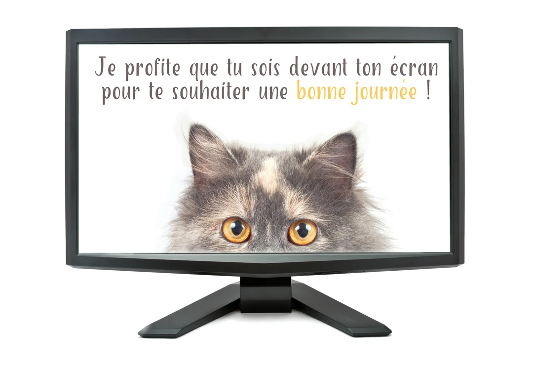 Sur un fond blanc, un chat au pelage gris et roux regarde fixement, apparaissant derrière un écran d'ordinateur noir qui affiche un message.