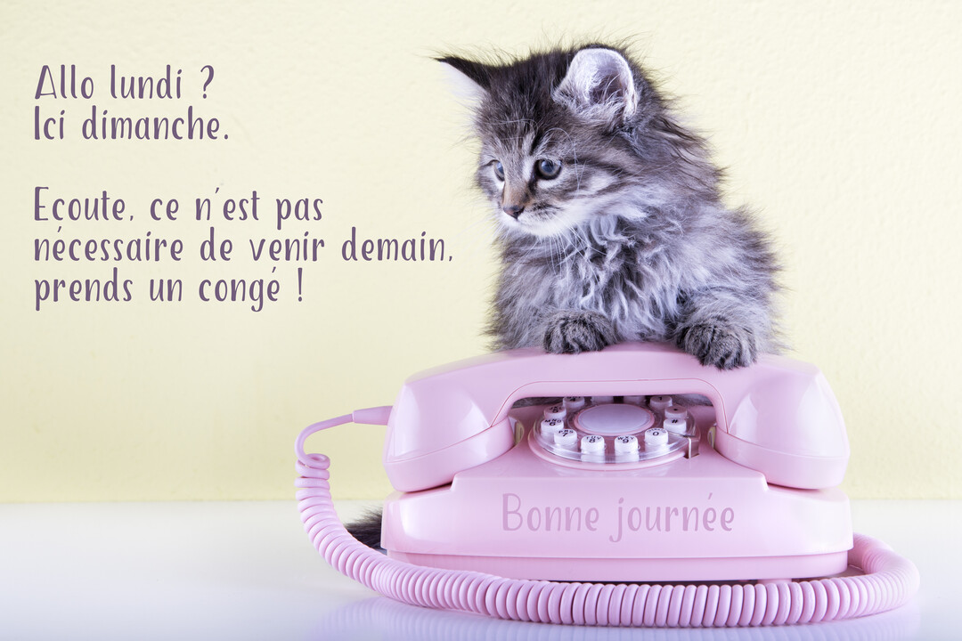 Un petit chaton poilu est assis sur un ancien téléphone à cadran rose, sur un fond jaune pastel et blanc.
