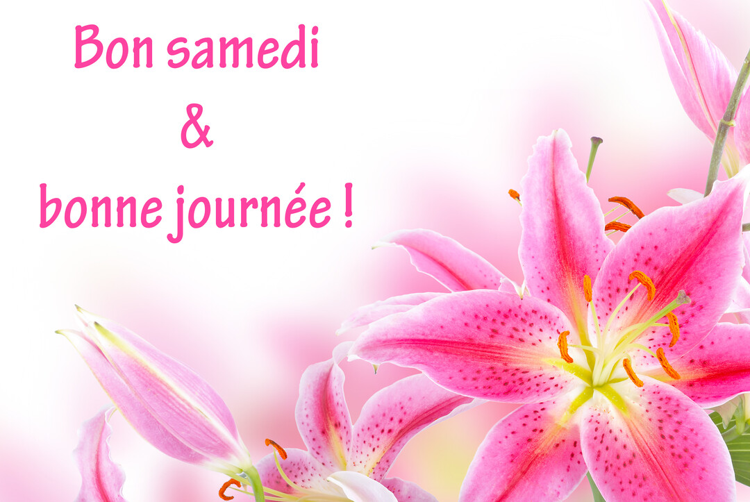 Gros plan sur des fleurs de lys roses éclatantes, avec des pistils orange, sur un fond blanc et rose vaporeux.