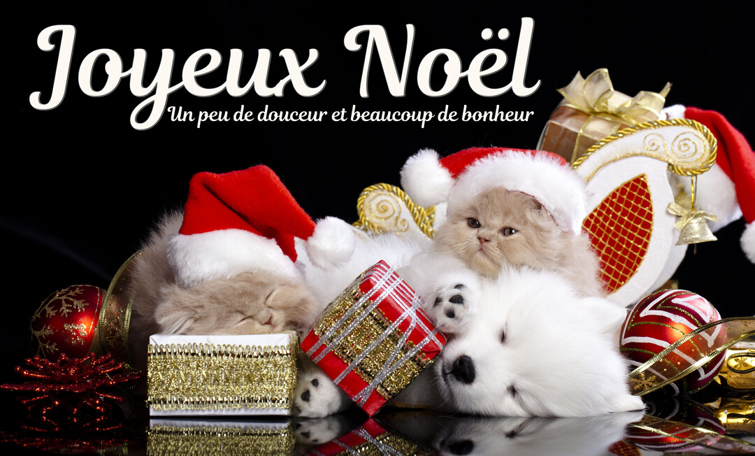 Sur un fond noir, de jeunes chatons et un chiot blanc portent des bonnets de Noël et sont entourés de cadeaux et d'ornements festifs.