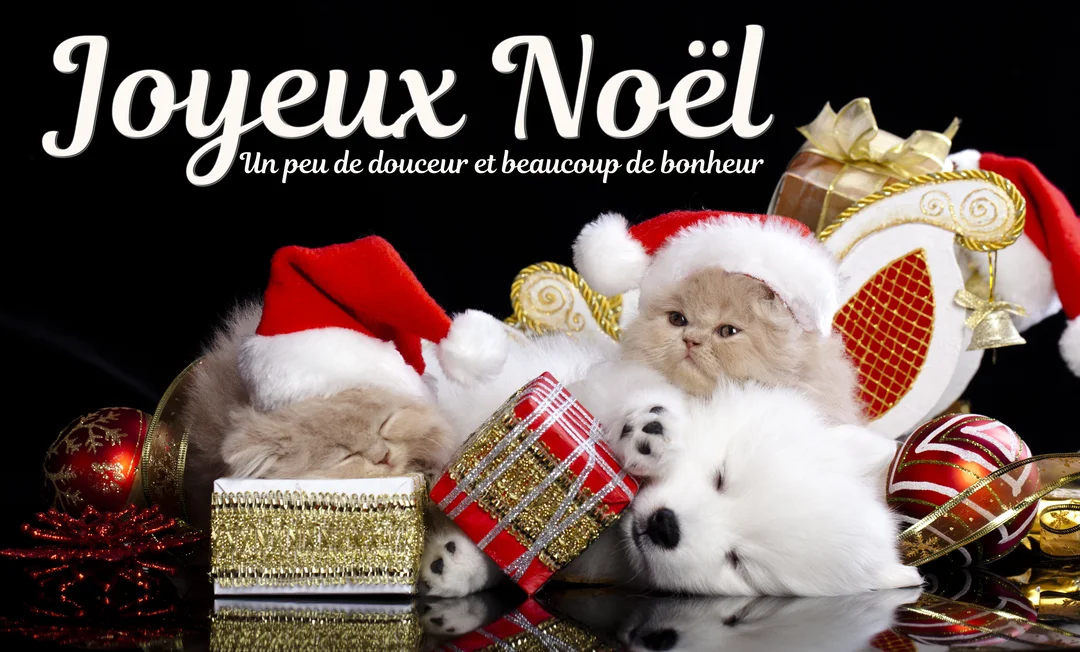 Sur un fond noir, de jeunes chatons et un chiot blanc portent des bonnets de Noël et sont entourés de cadeaux et d'ornements festifs.