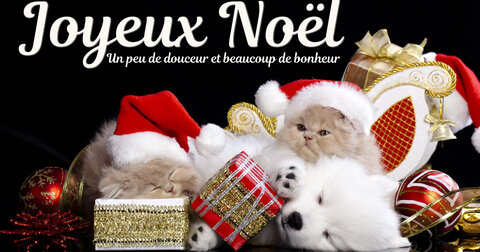 Carte de Noël avec des chatons et un chiot endormis ensemble portant des bonnets de Père Noël