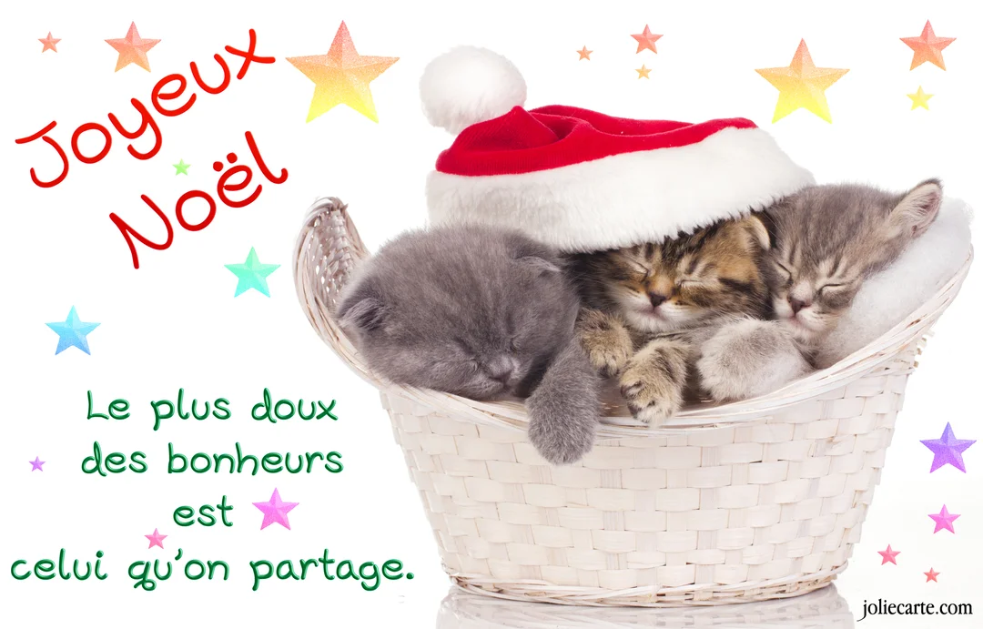 Trois adorables chatons, un gris et deux tigrés, dorment blottis les uns contre les autres dans un panier blanc, sous un bonnet de Noël.