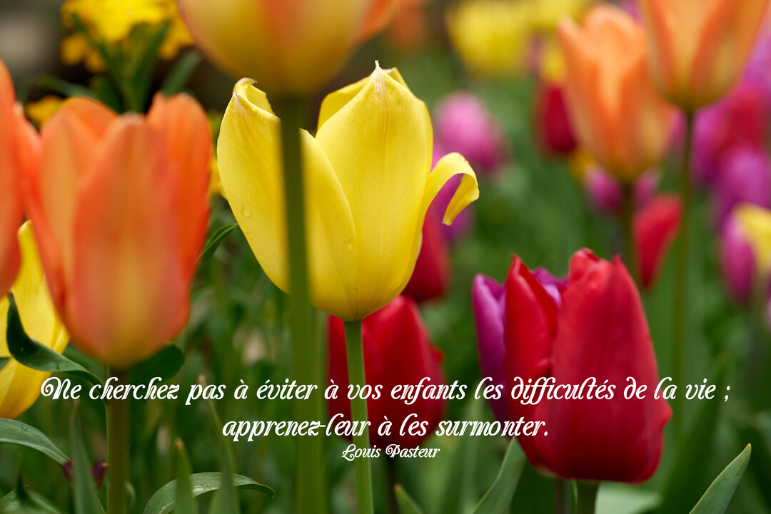 Gros plan sur un parterre de tulipes multicolores, avec au centre une fleur jaune portant une citation de Louis Pasteur en blanc.