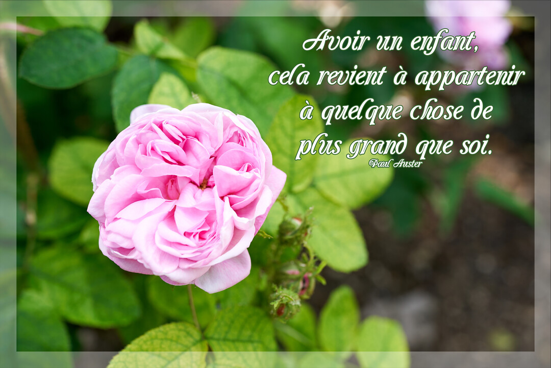 Photographie d'une rose rose épanouie au premier plan, avec un texte superposé sur un arrière-plan de feuilles vertes luxuriantes et de bourgeons.