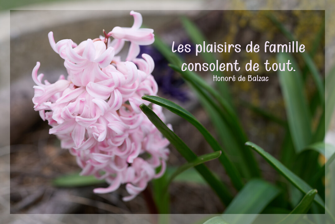 Gros plan sur une fleur de jacinthe rose à côté d'une citation de Balzac sur un fond de jardin flou.