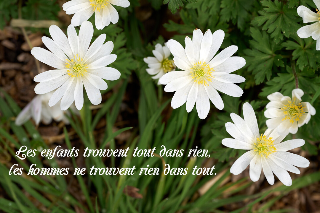 Plusieurs anémones blanches au cœur jaune sont photographiées en gros plan sur un lit de feuillage vert, avec une citation inspirante superposée.