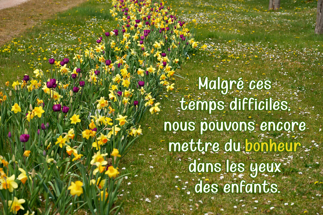 Un parterre sinueux de tulipes violettes et de jonquilles jaunes traverse une pelouse verdoyante parsemée de petites fleurs blanches, sous une lumière naturelle.