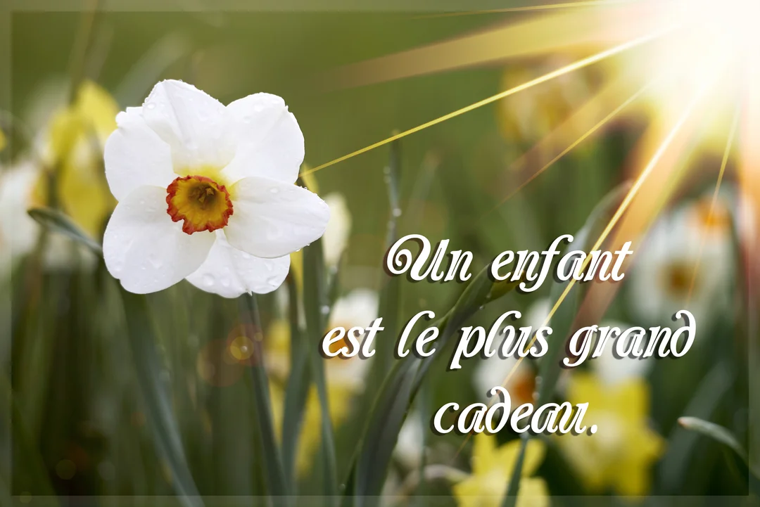 Un narcisse blanc couvert de rosée est au premier plan d'un champ fleuri, illuminé par un rayon de soleil et une citation.