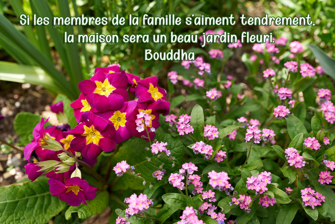 Une photographie de fleurs printanières, des primevères magenta et des myosotis roses, avec une citation de Bouddha sur la famille superposée.