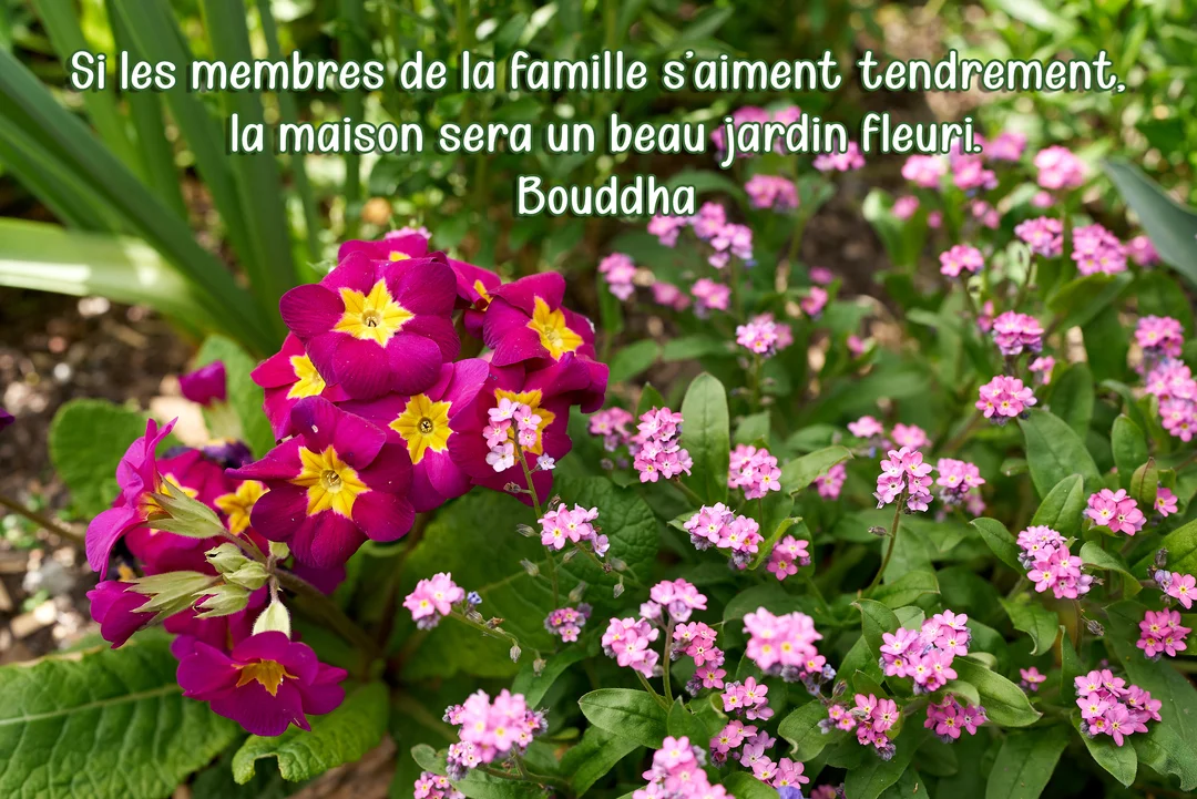 Une photographie de fleurs printanières, des primevères magenta et des myosotis roses, avec une citation de Bouddha sur la famille superposée.