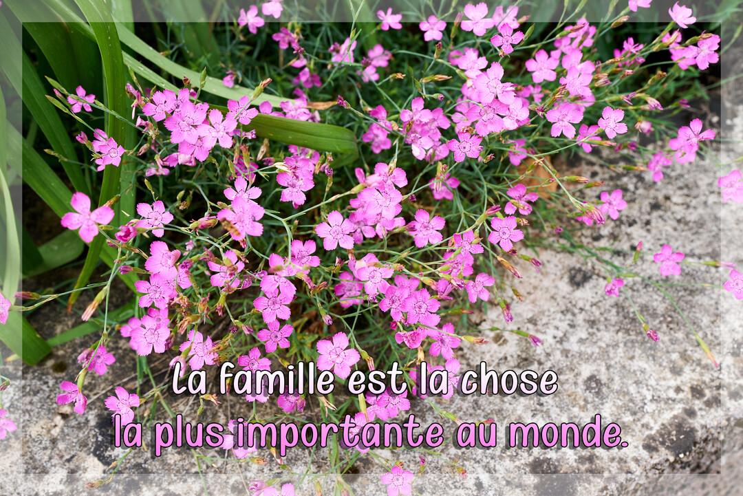 Un parterre d'œillets roses délicats sur une pierre grise, avec une citation sur l'importance de la famille superposée en lettres blanches.