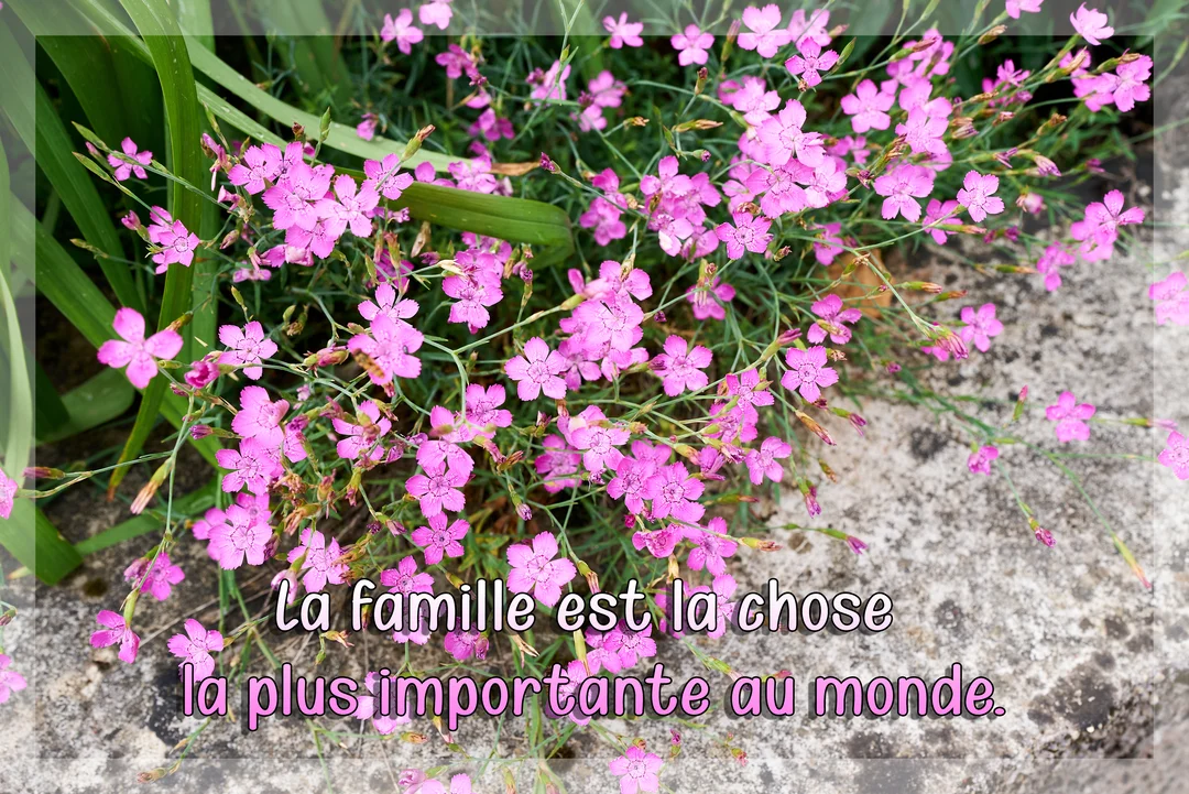Un parterre d'œillets roses délicats sur une pierre grise, avec une citation sur l'importance de la famille superposée en lettres blanches.