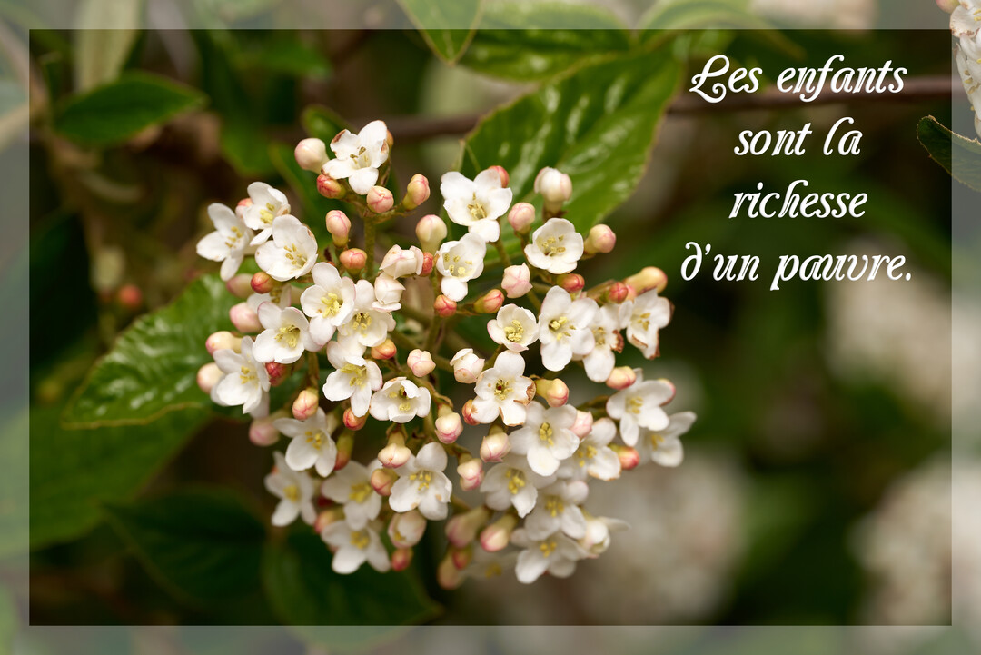Une carte illustrée par une photographie de fleurs blanches en pleine floraison, avec le texte d'une citation sur l'amour parental et familial.