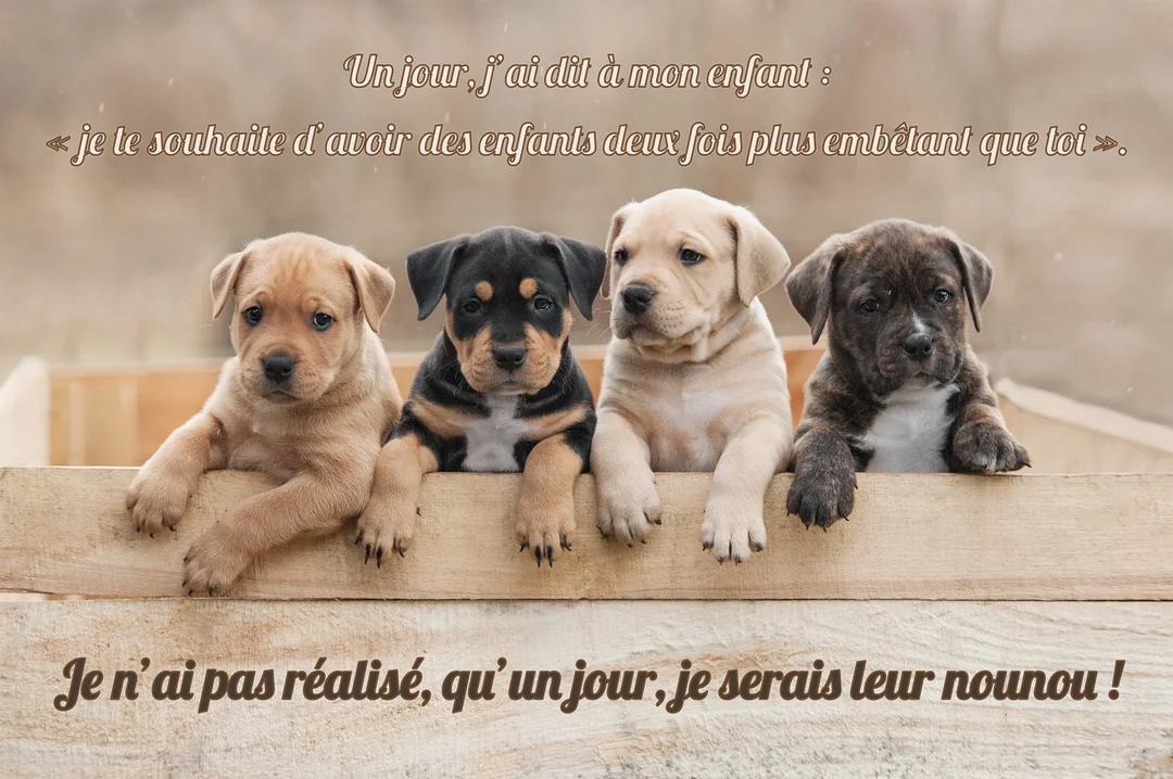Quatre chiots de couleurs différentes sont alignés dans une caisse en bois, regardant droit devant avec des expressions curieuses et innocentes.