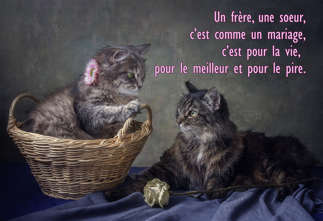 Dans une ambiance de peinture, un chaton dans un panier regarde un chat adulte près d'une rose fanée sur un drap bleu.