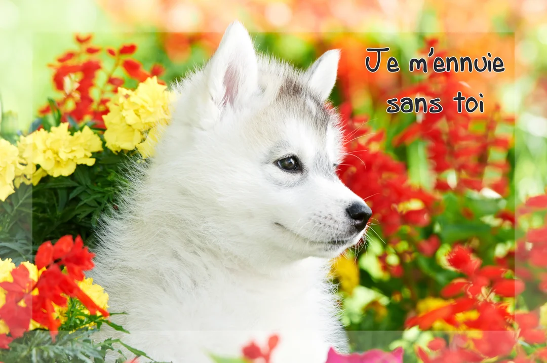 Un jeune chiot husky blanc est assis dans un jardin fleuri, regardant sur le côté, avec le texte "Je m'ennuie sans toi" superposé.