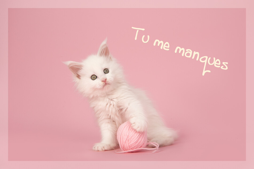 Un petit chaton blanc à poil long est assis sur un fond rose, sa patte posée sur une pelote de laine de la même couleur.