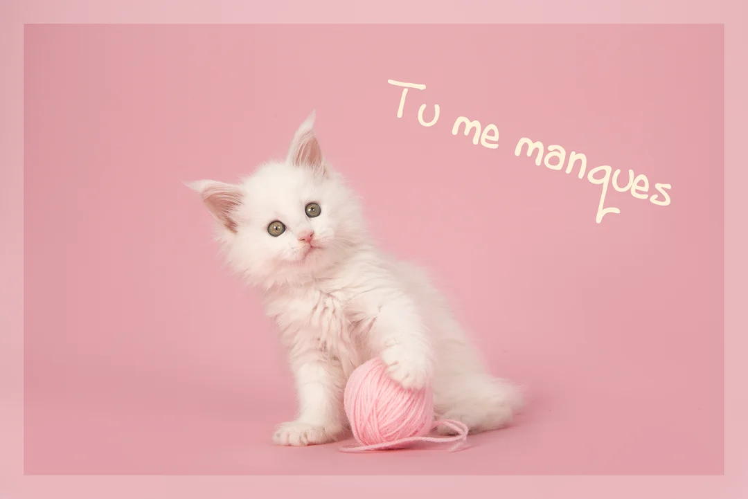 Un petit chaton blanc à poil long est assis sur un fond rose, sa patte posée sur une pelote de laine de la même couleur.