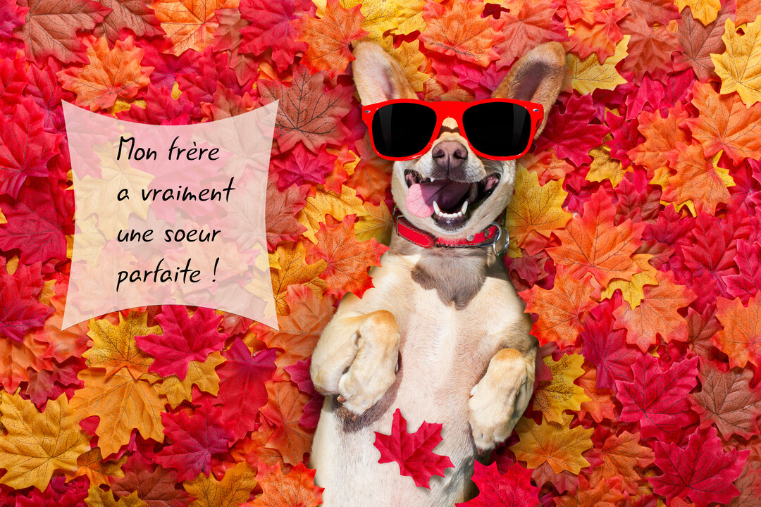 Un petit chien hilare, portant des lunettes rouges, est allongé sur le dos au milieu d'un tapis de feuilles d'automne colorées.