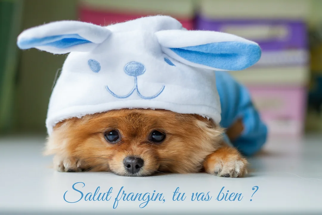 Un petit chien spitz nain roux est couché, portant un costume bleu et un bonnet blanc à oreilles de lapin bleues qui lui donne un air mignon.