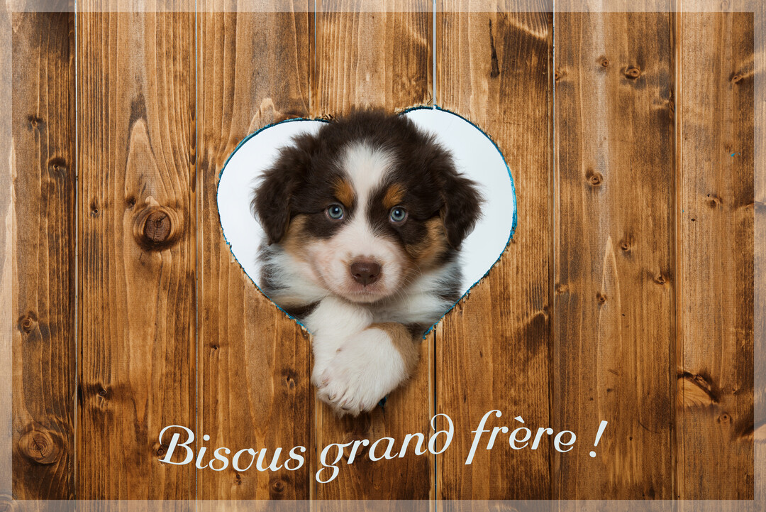 Un adorable chiot berger australien marron et blanc aux yeux bleus regarde à travers une découpe en forme de cœur dans une palissade en bois.