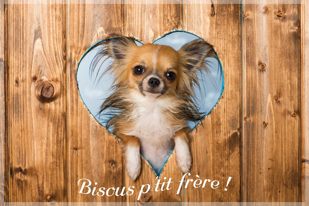 Un petit chien chihuahua couleur fauve et blanc regarde à travers une ouverture en forme de cœur découpée dans une planche de bois marron.